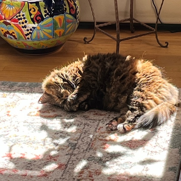 Meet your Posher, Rina - Picture 1 of 1